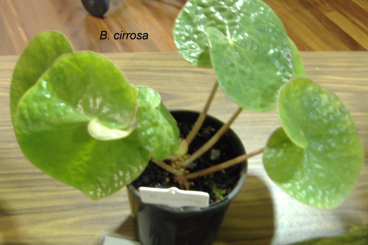 B. cirrosa